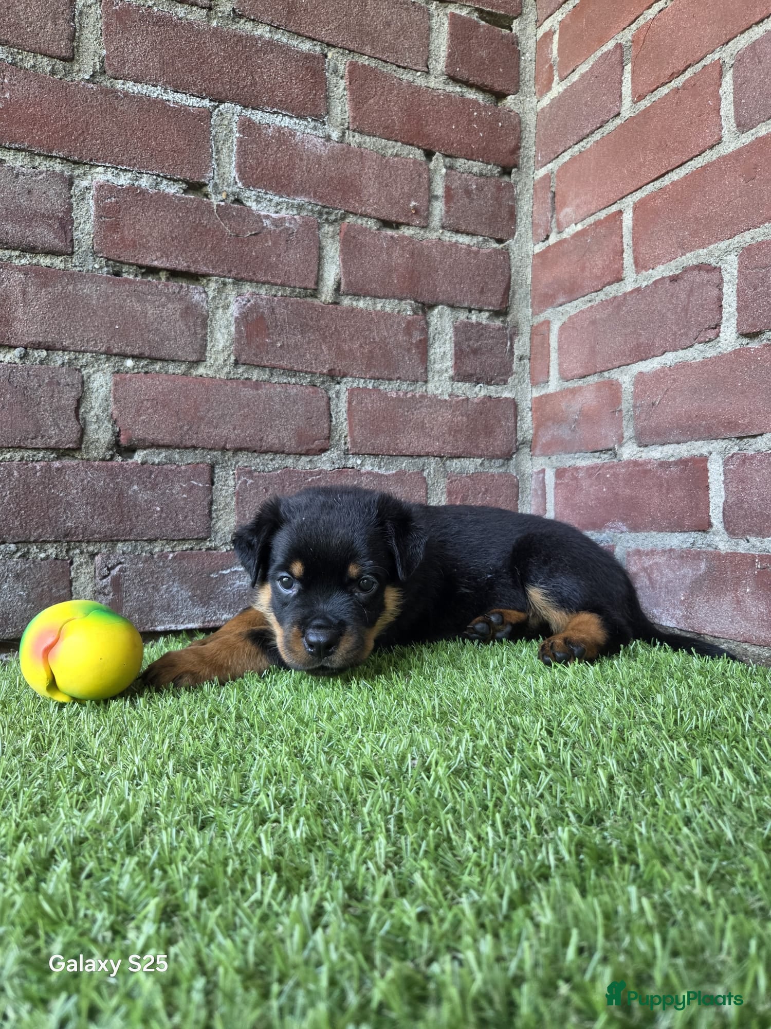 Rottweiler honden 8 Rottweiler pups. - Advertentie 1