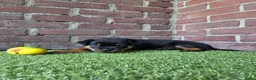 Rottweiler honden te koop: 8 Rottweiler pups. - Advertentie 1