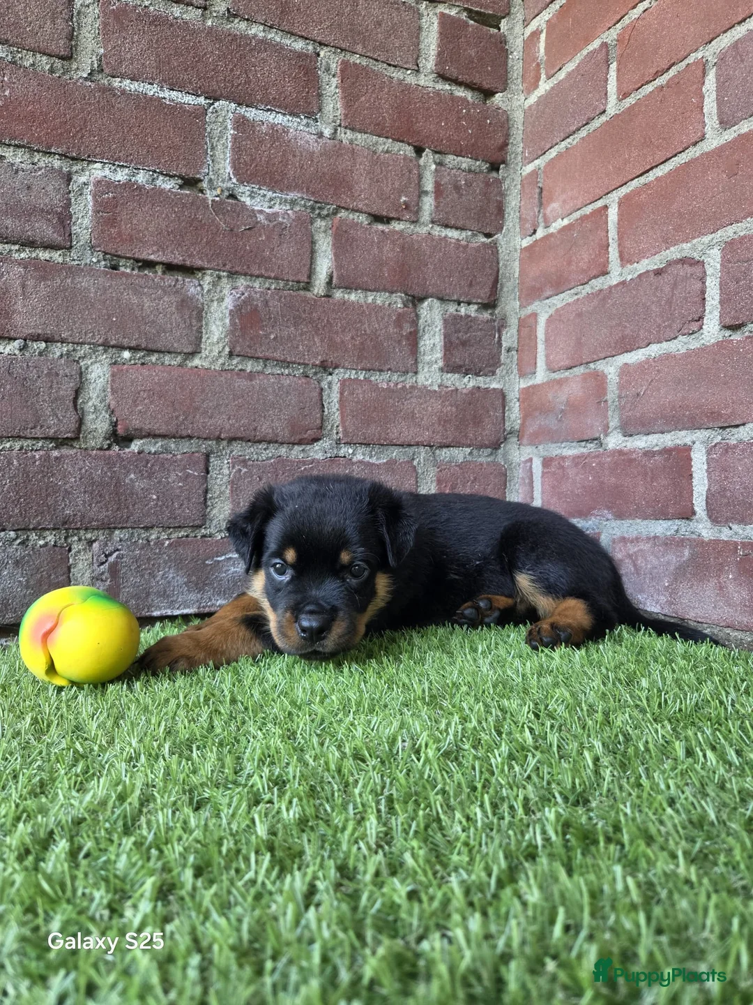 Rottweiler honden te koop: 8 Rottweiler pups. - Advertentie 1
