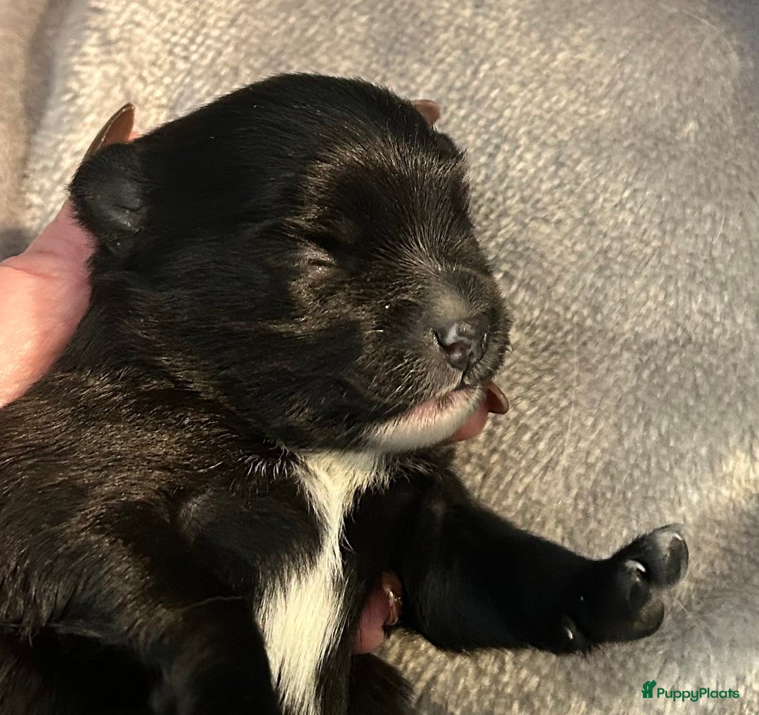 Pomchi honden te koop: Pomchi/pomeriaan - Advertentie 5