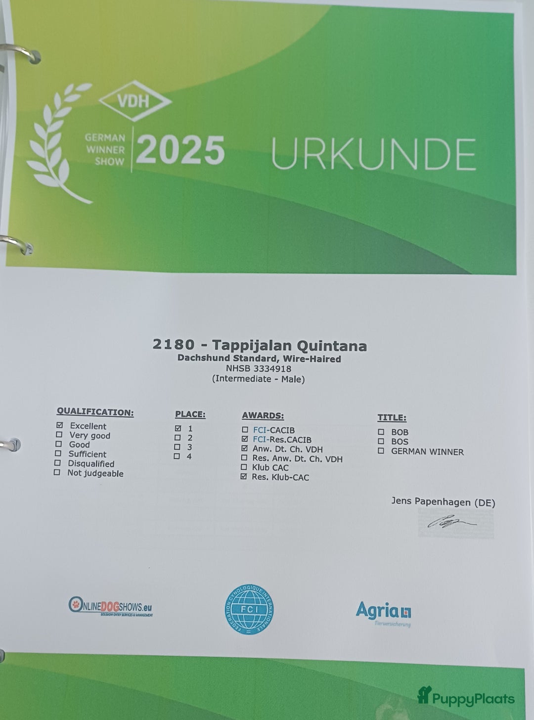 Ruwhaar Teckel honden te koop: Stamboom FCI pups ruwhaar teckels - Advertentie 9