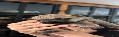 Cairn Terriër 1
