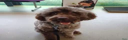 Labradoodle honden te koop: Prachtige multigen Labradoodles - Advertentie 4