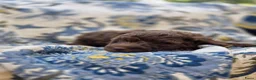 Labradoodle honden te koop: Labradoodle pups - Advertentie 5