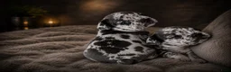 Franse Bulldog honden te koop: Franse bulldog pups - Advertentie 5