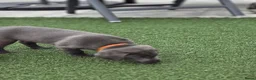 Labrador Retriever honden te koop: Labrador  charcoal  - Advertentie 4