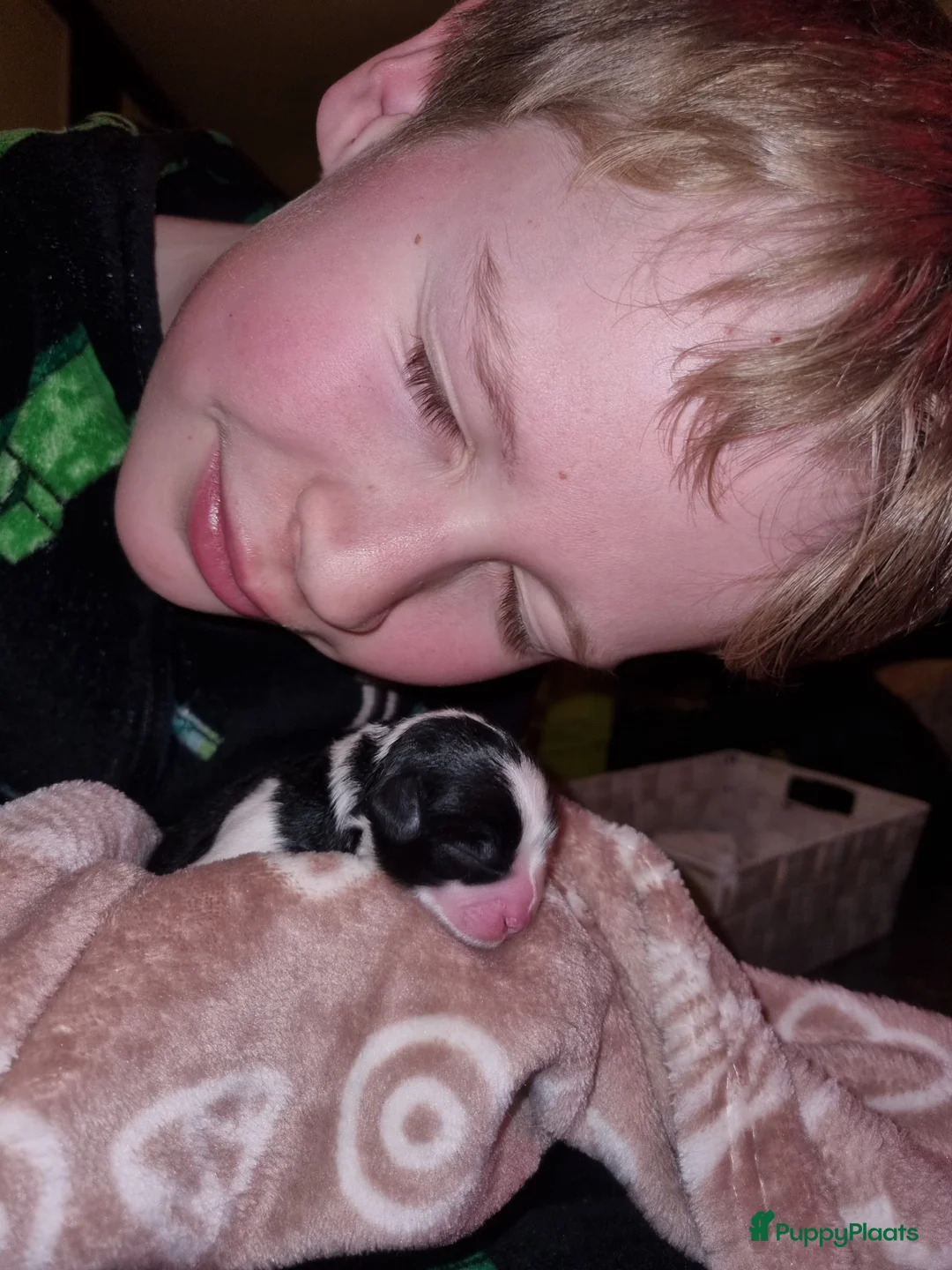 Maltipoo honden te koop: Prachtige Maltipoo pups - Huiskamernestje - Advertentie 7