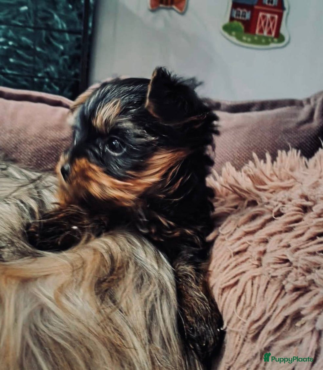 Yorkshire Terriër honden te koop: Yorkshire Terrier pups - Advertentie 2