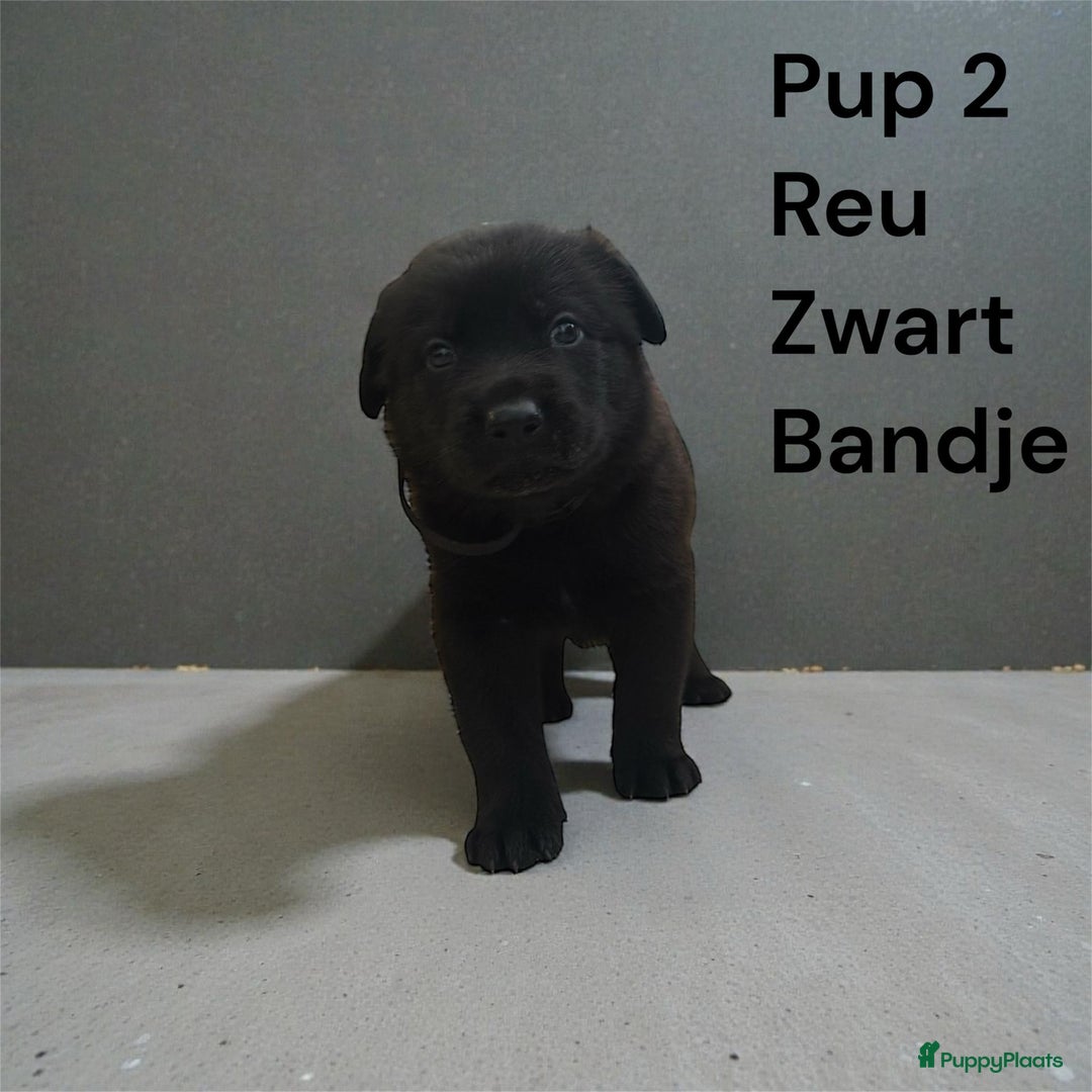 Kruising honden te koop: Kruising mechelse Hollandse herder x duitse herder - Advertentie 11