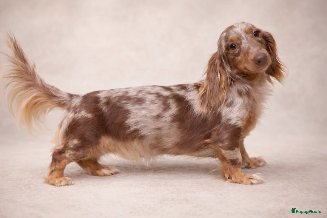 Teckel (langhaar) honden te koop: Schitterende Dwergteckels langhaar - Advertentie 5