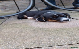 Welsh Corgi Cardigan honden te koop: 2 Welsh Corgi Cardigan pups te koop! in Barneveld - Afbeelding 11