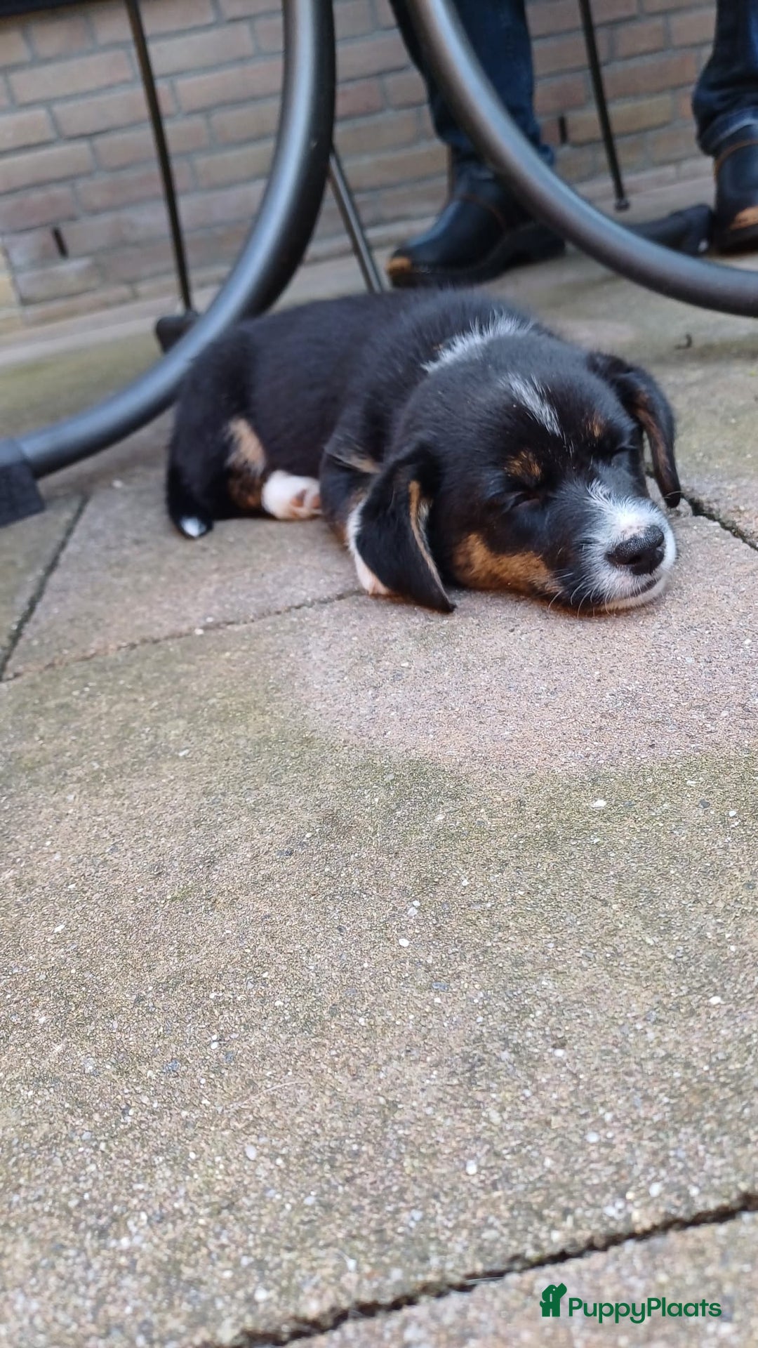 Welsh Corgi Cardigan honden te koop: 2 Welsh Corgi Cardigan pups te koop! in Barneveld - Afbeelding 11