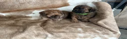 Kruising honden te koop: Lieve Boompoo pups zoeken een nieuw huisje! - Advertentie 8