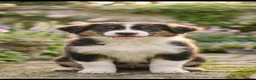 Australian Shepherd honden te koop: Prachtige Australian Shepherd pups - Advertentie 6