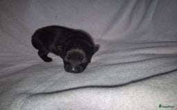 Pomchi honden te koop: Pomchi pups - Afbeelding 9