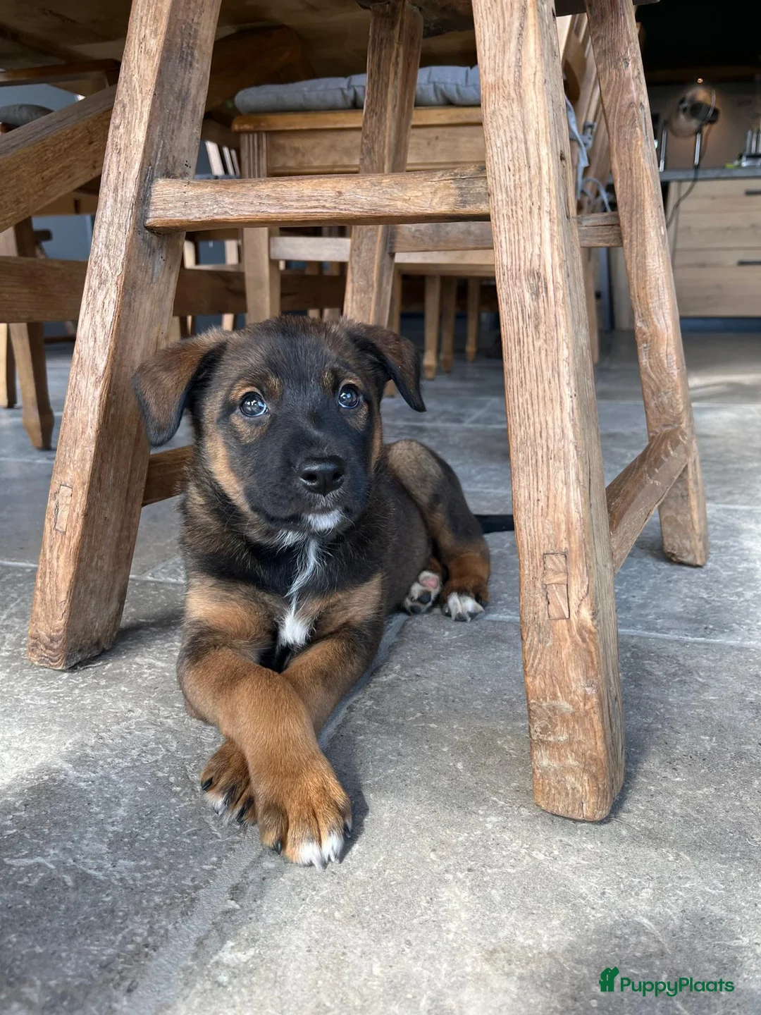 Mechelse Herder honden te koop: Mechelse Herder X Border Collie - Advertentie 1