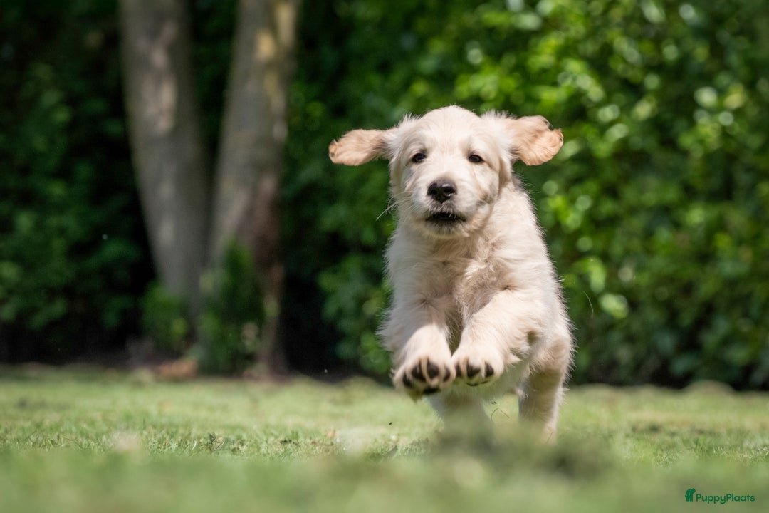 Goldendoodle honden te koop: F1 Goldendoodle pups - Afbeelding 1