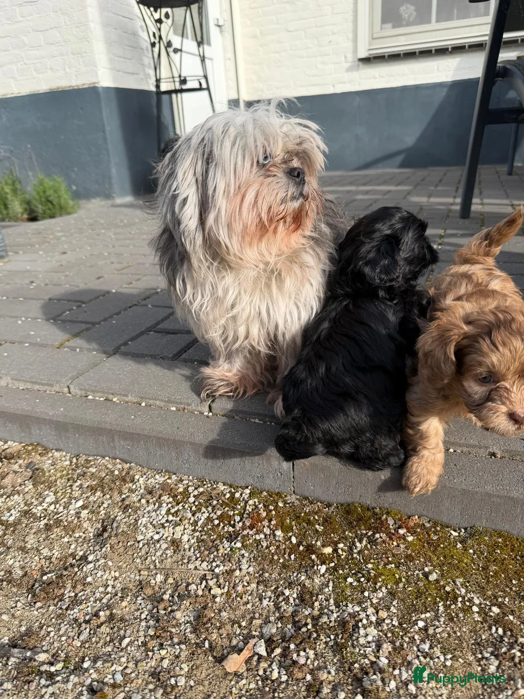 Boomer honden te koop: Prachtige boomer pups  - Advertentie 1