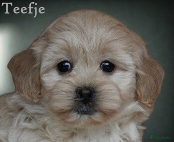 Maltipoo honden Lieve Maltipoo pups - Advertentie 2