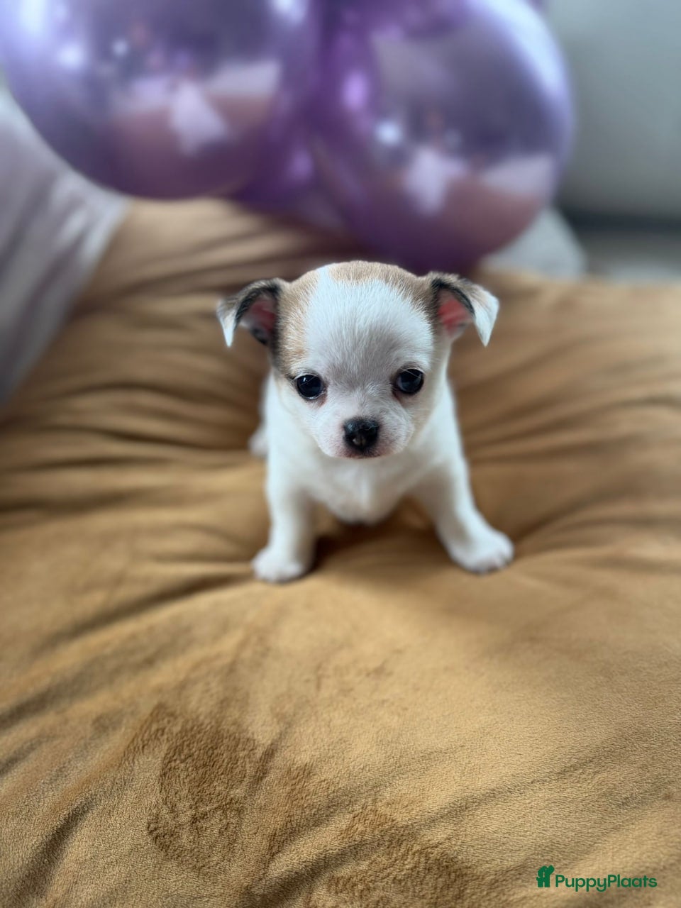 Chihuahua honden Chihuahua pup - Advertentie 16
