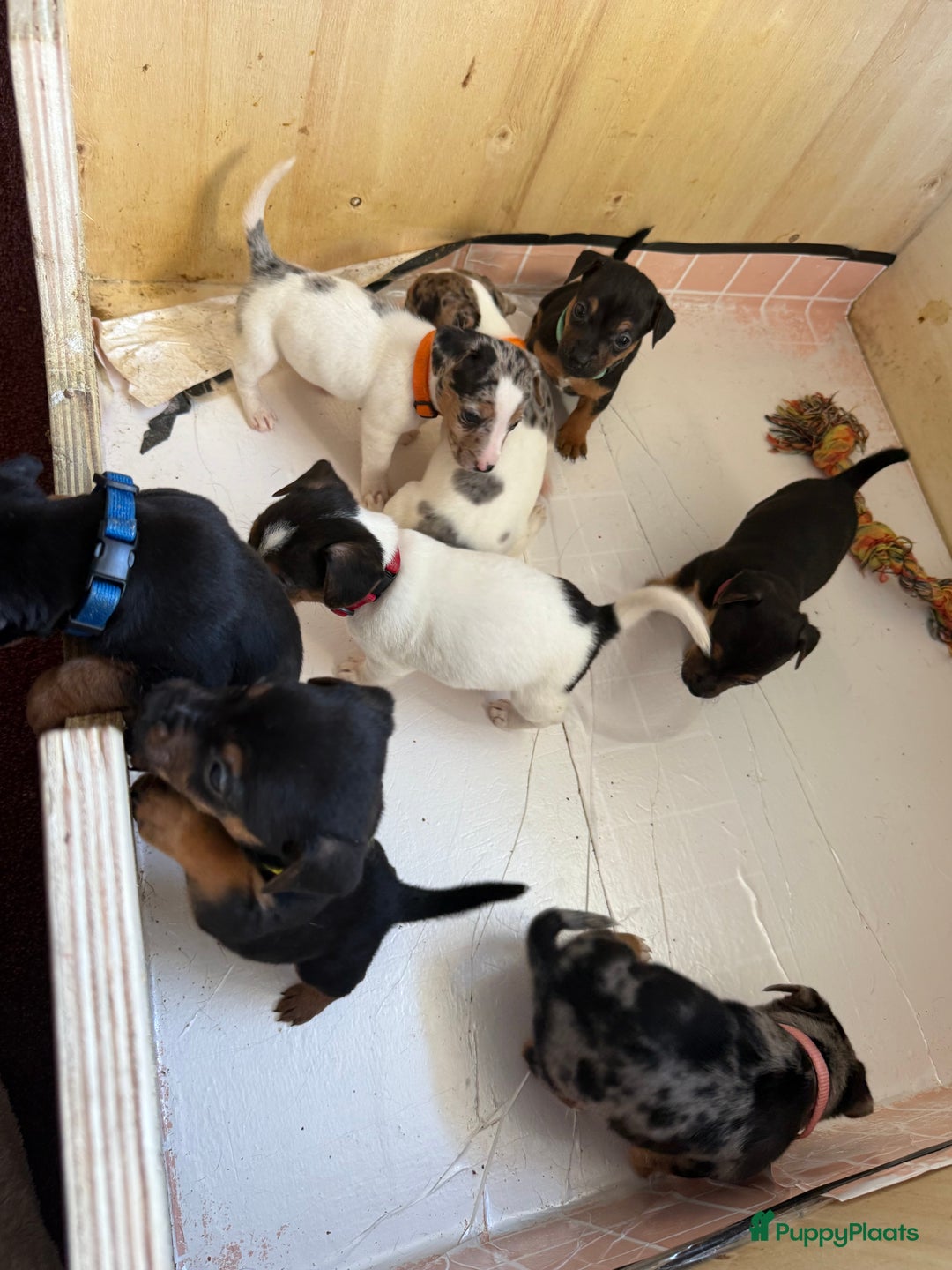 Jack Russel Terriër honden te koop: Jack Russel Pups - Advertentie 2