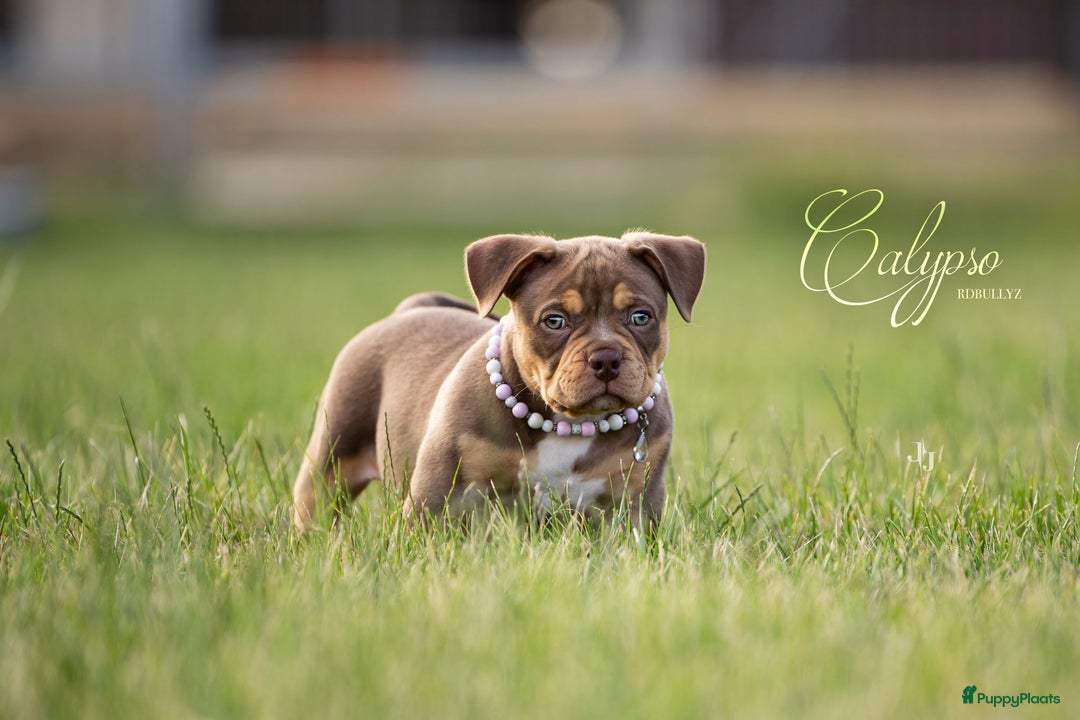 Amerikaanse Bully honden te koop: American bully pocket - Afbeelding 3