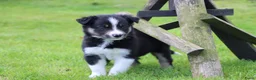 Border Collie honden te koop: Border collie pup - Advertentie 15