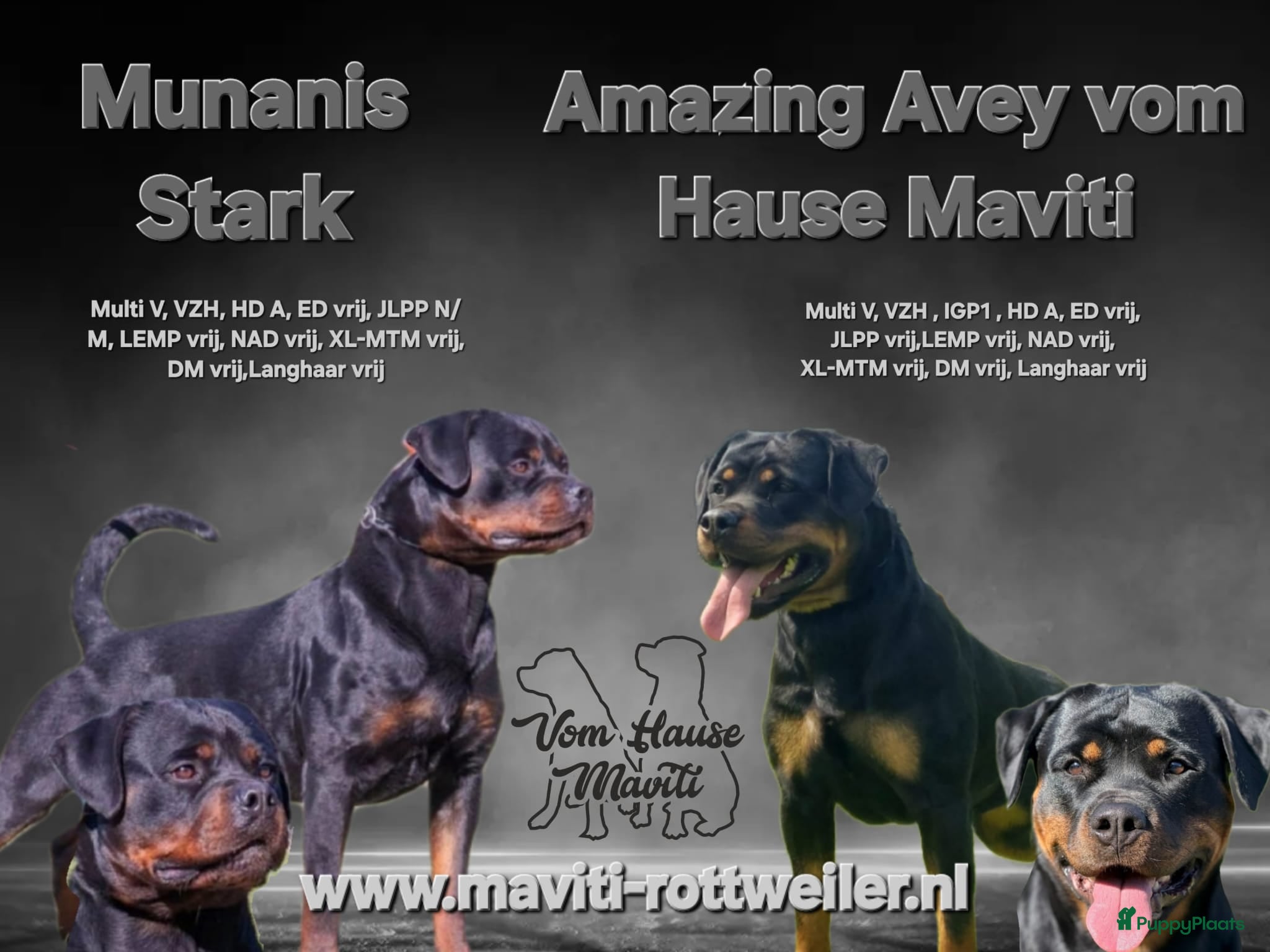Rottweiler honden Rottweiler pups met stamboom  - Advertentie 1