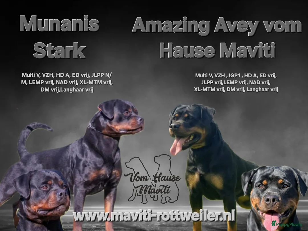 Rottweiler honden te koop: Rottweiler pups met stamboom  - Advertentie 1