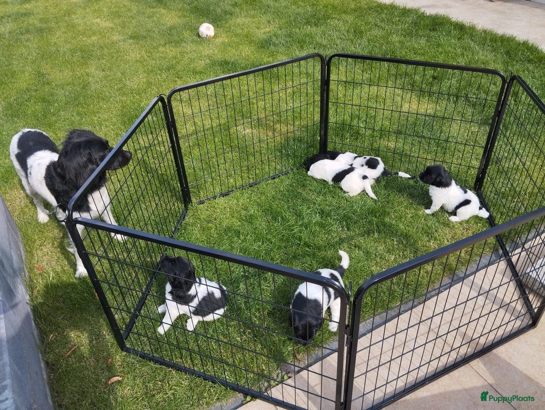 Friese Stabij honden te koop: Drie lieve Friese Stabij reutjes in Gasselte - Afbeelding 9