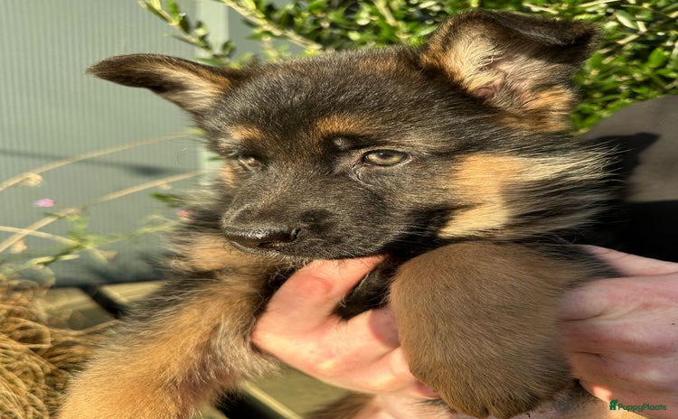 Duitse Herder honden - Advertentie 1