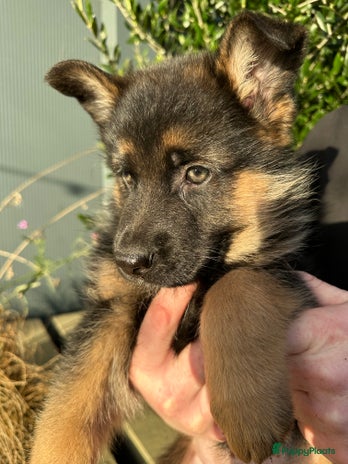 Duitse Herder honden - Advertentie 1