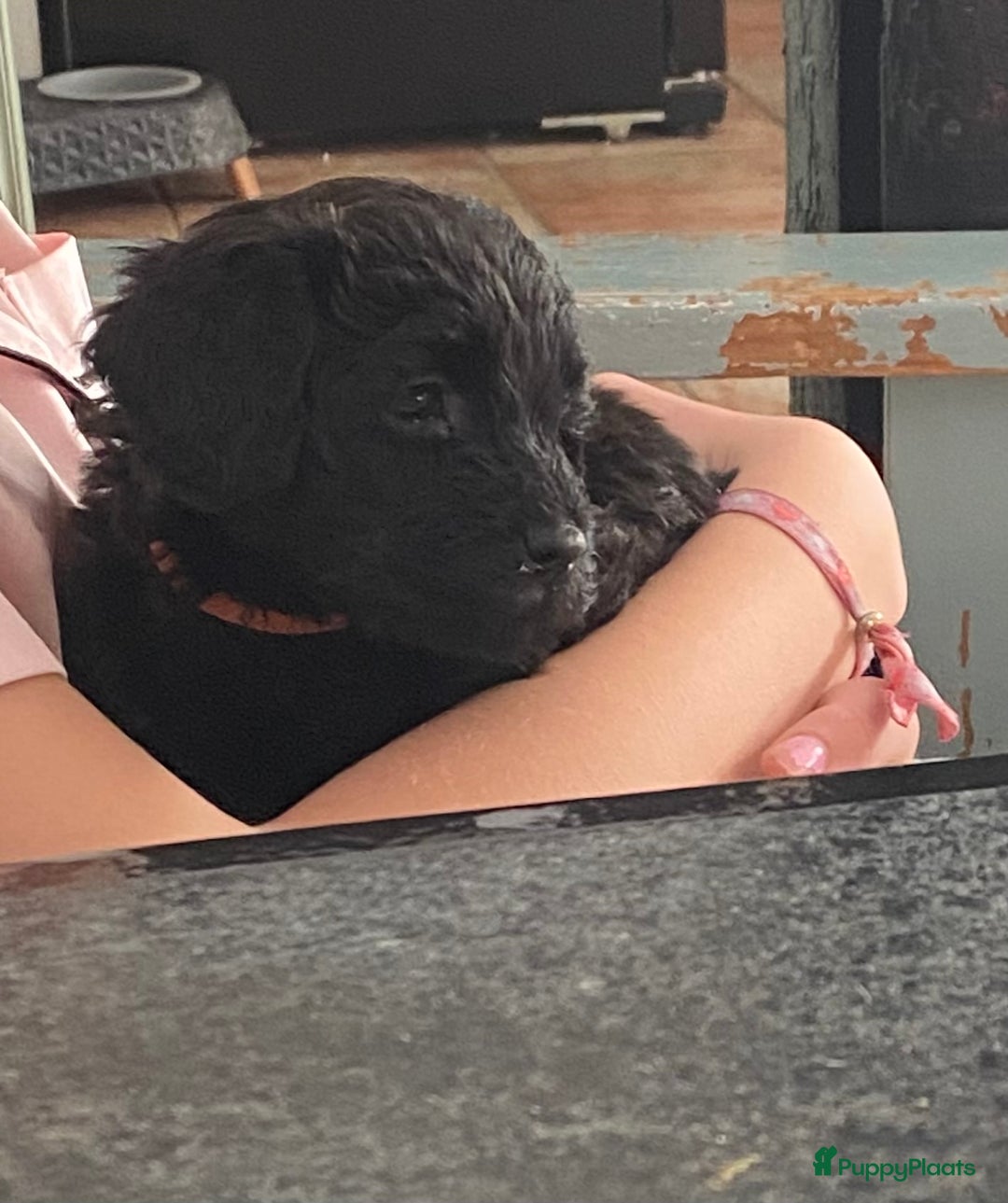 Labradoodle honden te koop: Labradoodle(multigen) mini/midi groeien op in huis - Advertentie 15