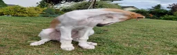 Barsoi honden te koop: Borzoi-teef uit FCI-kennel zoekt lief thuis  - Advertentie 8