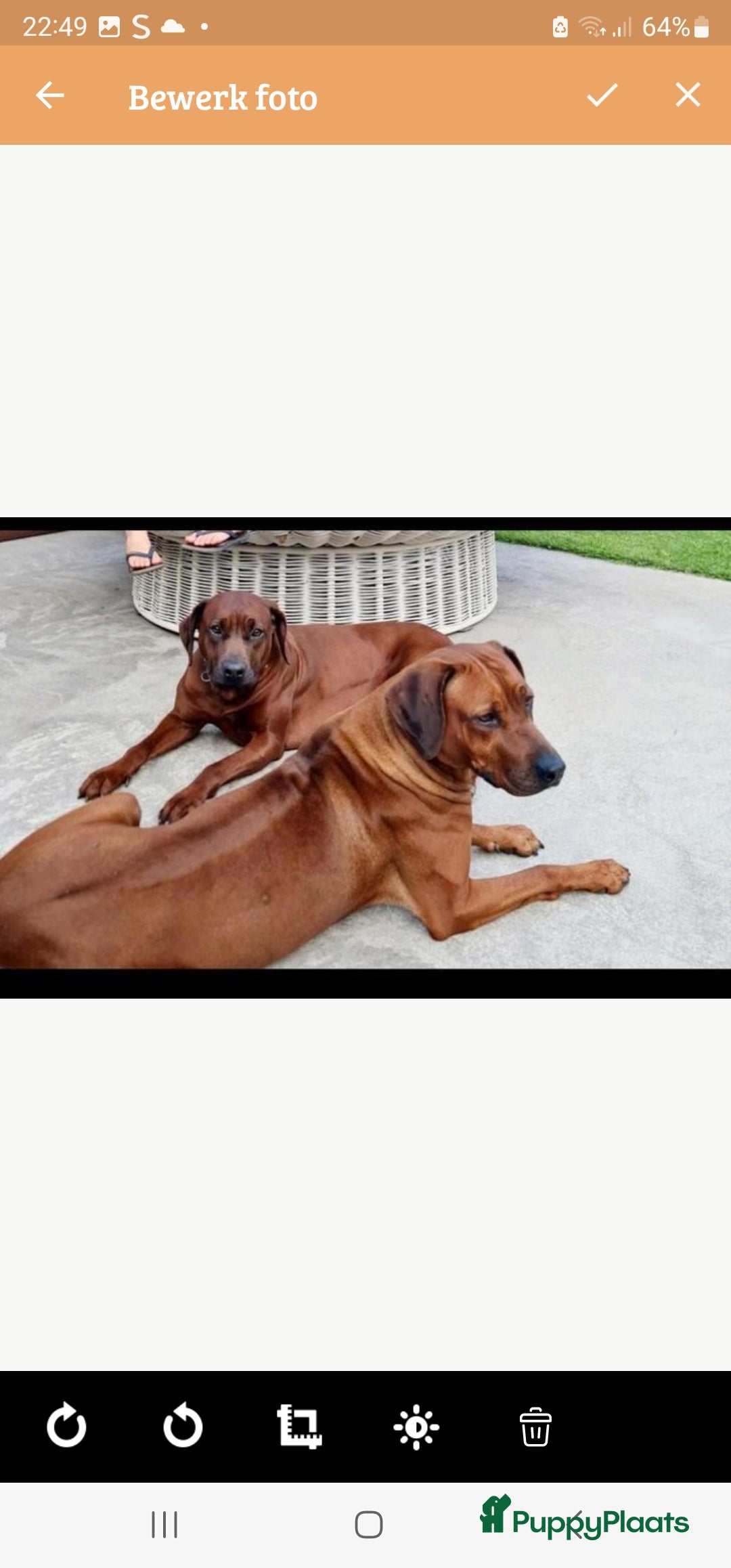 Rhodesian Ridgeback honden te koop: Rhodesian Ridgeback pups  - Advertentie 24