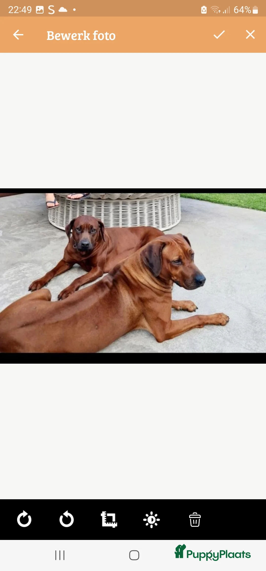 Rhodesian Ridgeback honden te koop: Rhodesian Ridgeback pups  - Advertentie 24