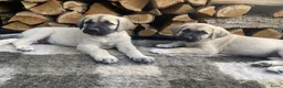 Kruising honden te koop: Golden retriever kruising pup beschikbaar  - Advertentie 3