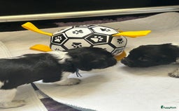 Nederlandse Schapendoes honden te koop: Nederlandse schapendoes puppy’s  - Afbeelding 7