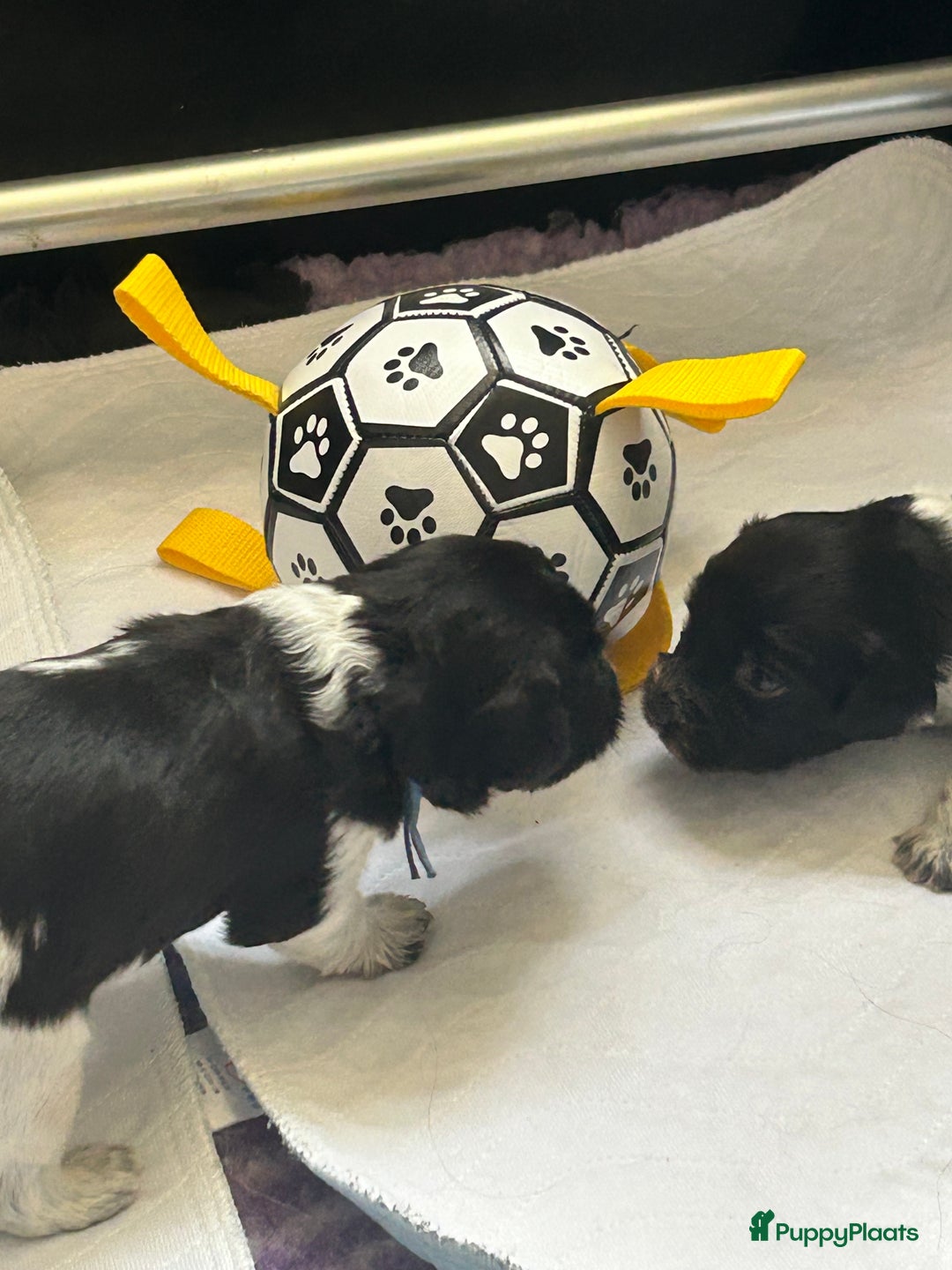 Nederlandse Schapendoes honden te koop: Nederlandse schapendoes puppy’s  - Afbeelding 7
