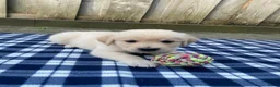 Golden Retriever honden te koop: Golden retriever pups - Advertentie 1