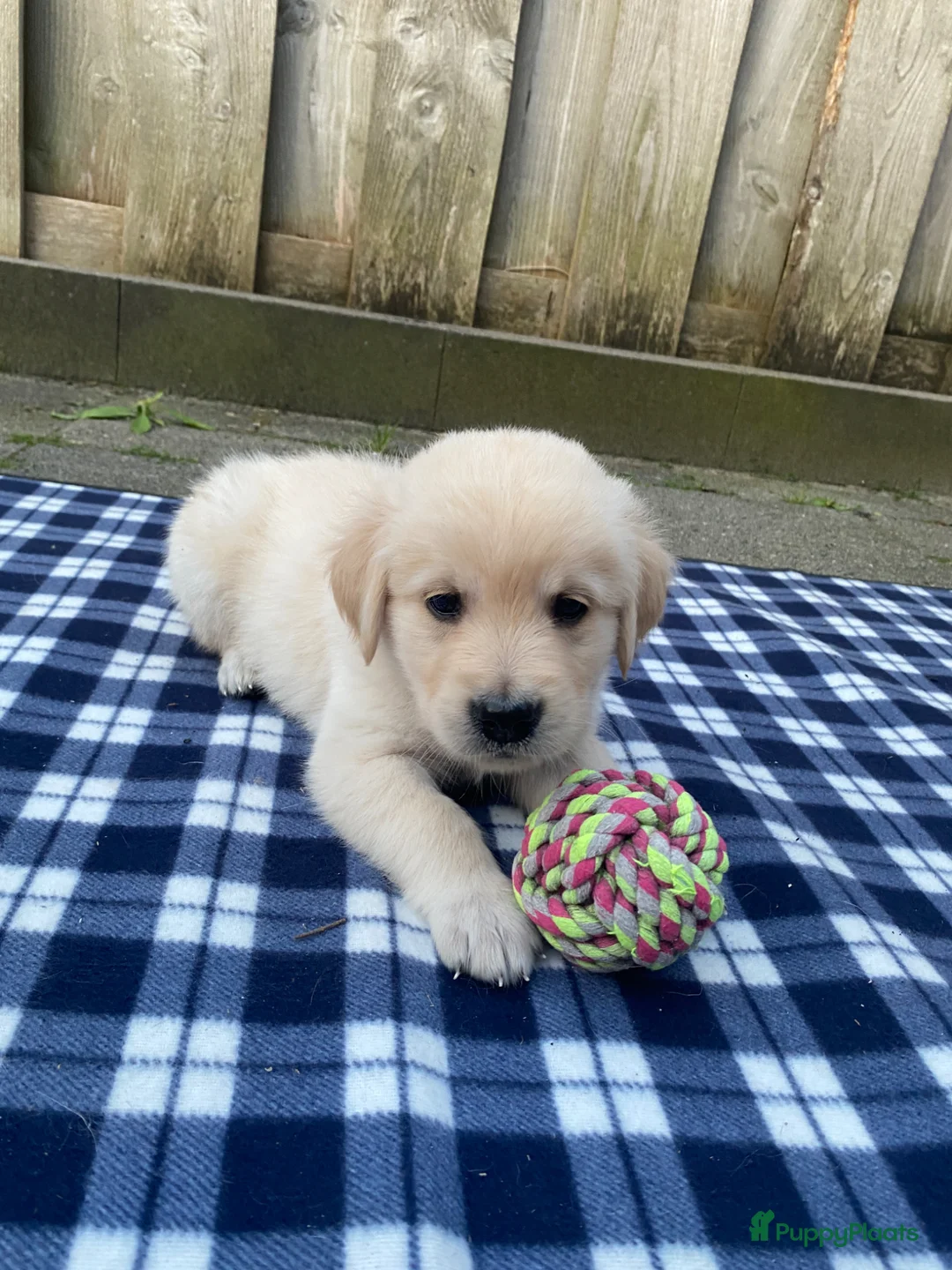 Golden Retriever honden te koop: Golden retriever pups - Advertentie 1