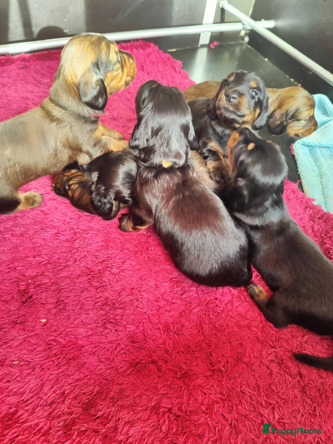 Teckel (langhaar) honden te koop: Eén pup beschikbaar Standaard langhaar teckel pups - Advertentie 6