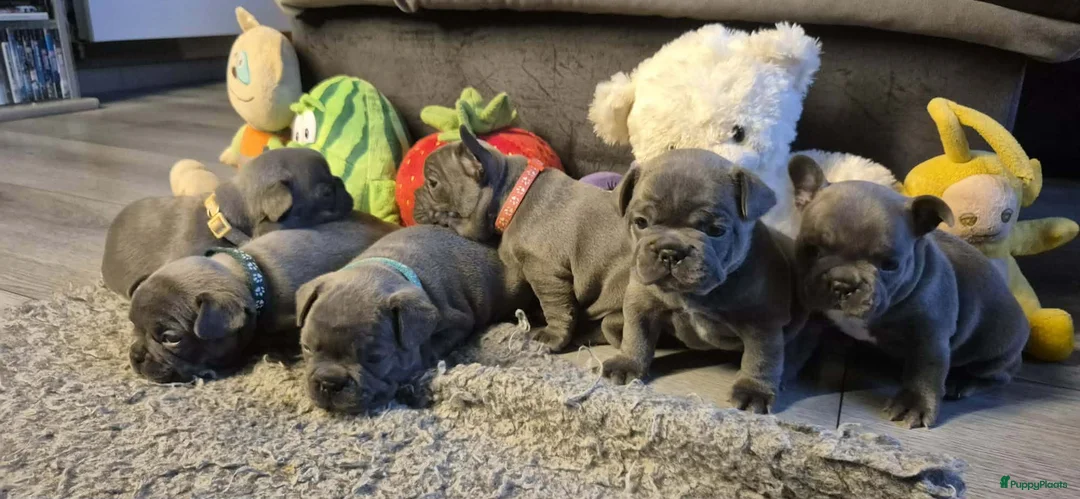 Franse Bulldog honden te koop:  Prachtige Blauwe Bulldog puppy’s thuisnestje - Advertentie 25