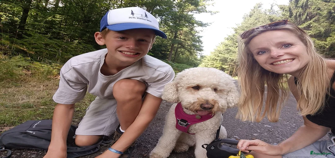 Galerij afbeelding {{count}}