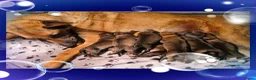 Kruising honden te koop: Prachtige Border Collie x Mechelse Herder pups. F1 - Advertentie 9