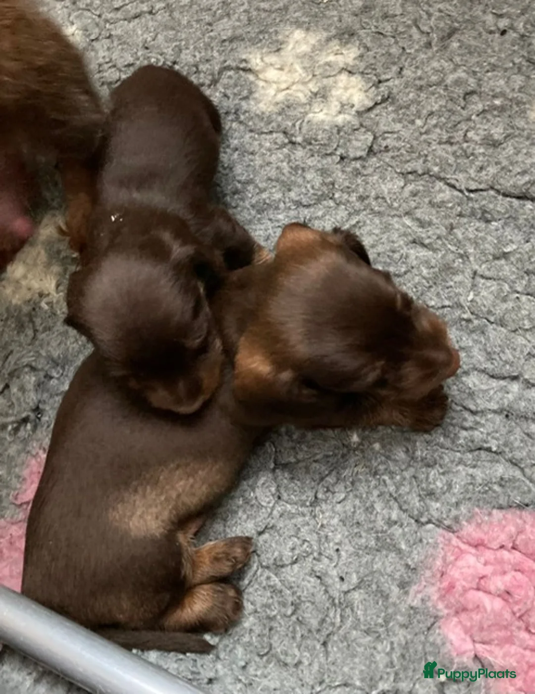 Teckel (korthaar)  honden te koop: Teckel kaninchen ruwhaar met fci stamboom - Advertentie 4