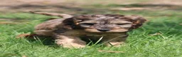 Cockapoo honden te koop: Cockapoo pups - Advertentie 4