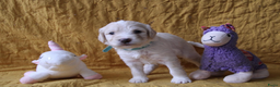 Barbet honden te koop: Barbet pups - Advertentie 23