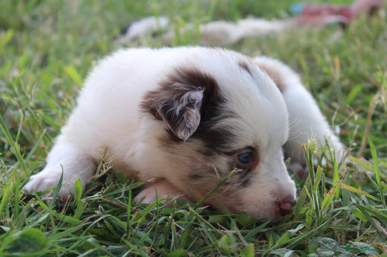 Border Collie honden te koop: Mooie speciale lieve Merle puppies - Advertentie 20