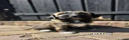 Tibetaanse Terriër honden te koop: Tibetaanse terriër pups met FCI stamboom - Advertentie 33